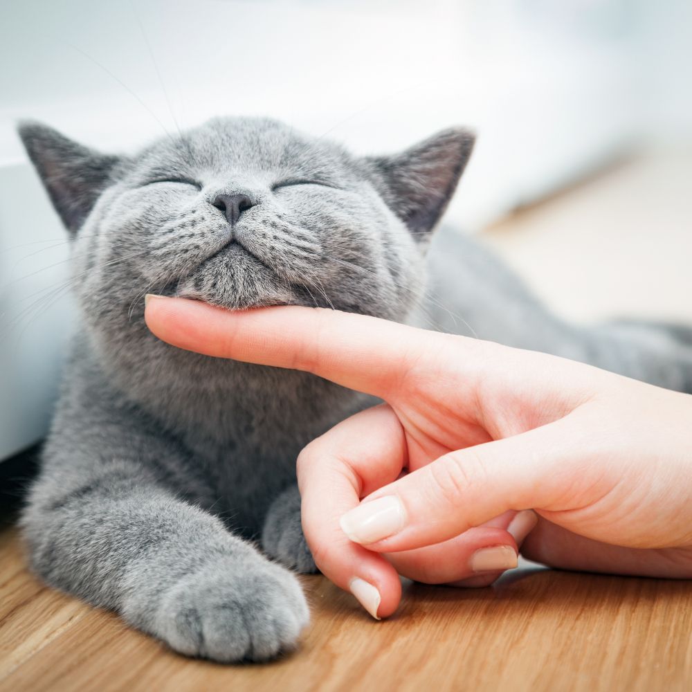 a person's hand touching a cat's face