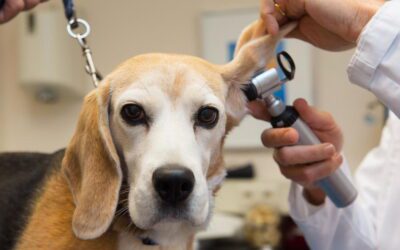 All About Ear Infections In Dogs