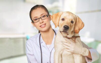 Protect Your Dog or Cat from Heartworm Disease