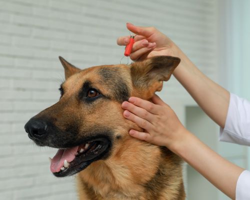 a person holding a needle to a dog's head