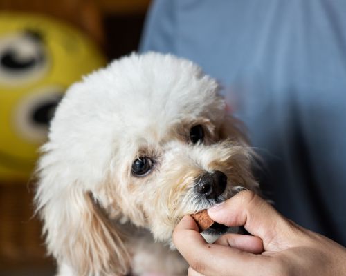 a dog biting a treat