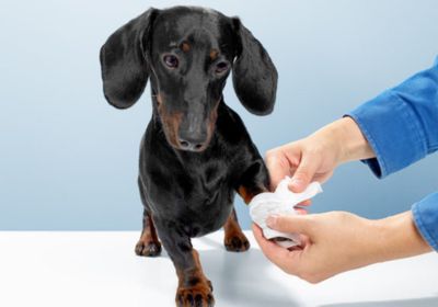 a dog getting a tissue