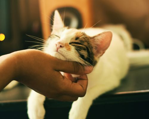 a hand petting a cat