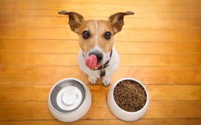 Nutritional Feeding Guides for Dogs