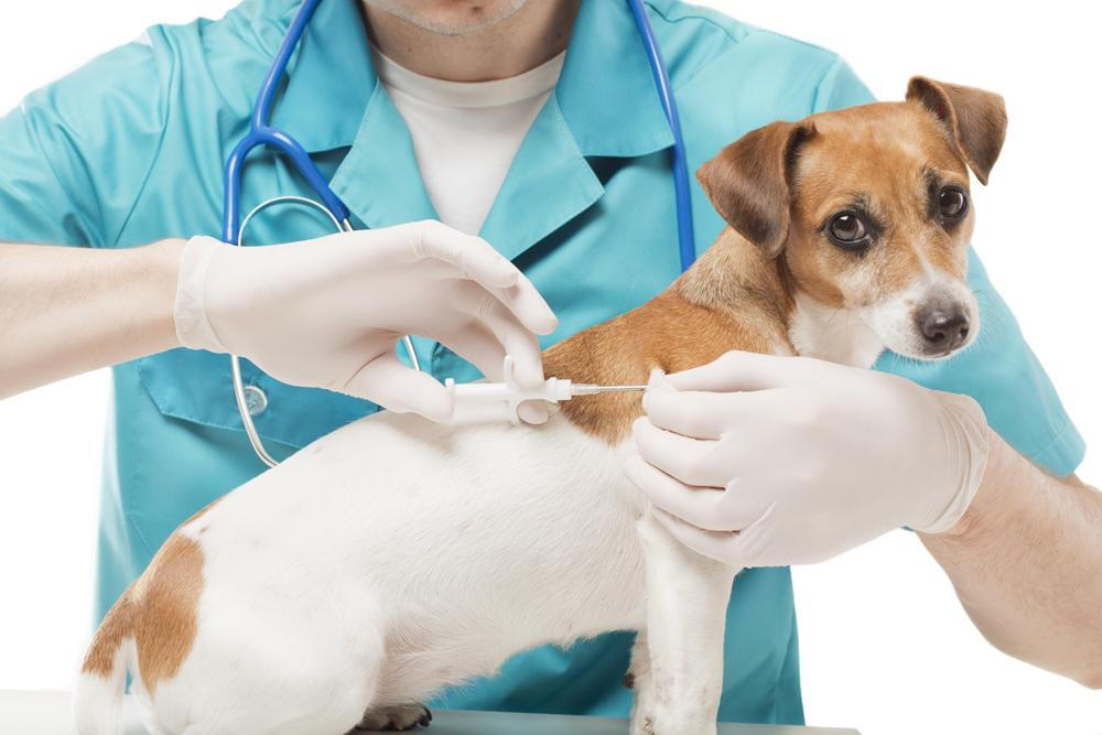 giving a dog a vaccination