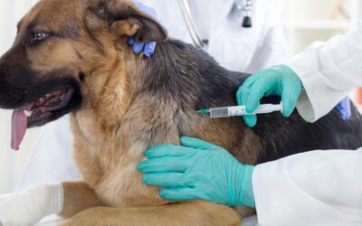 Importance of Vaccinating Your Pet