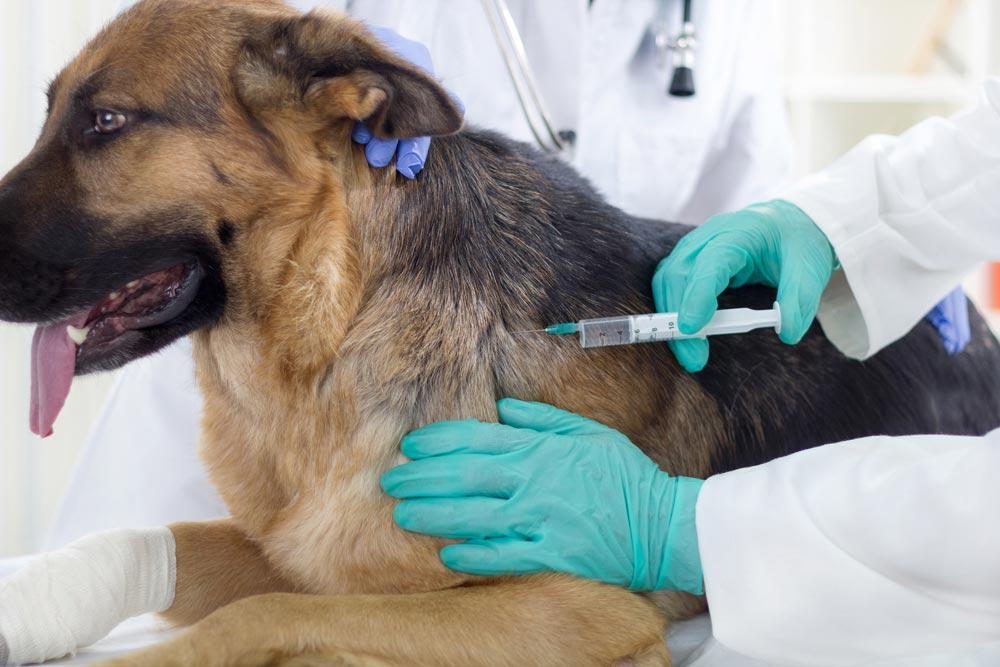a vet injecting a dog