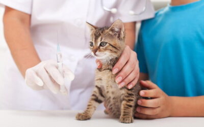 When to get Your Pet Vaccinated