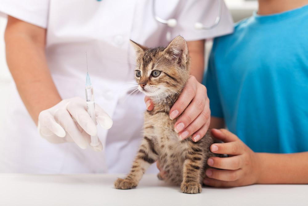 a cat being vaccinated by a nurse