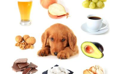 Holiday Foods for Dogs