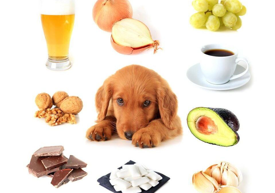 a dog lying down with food and drinks