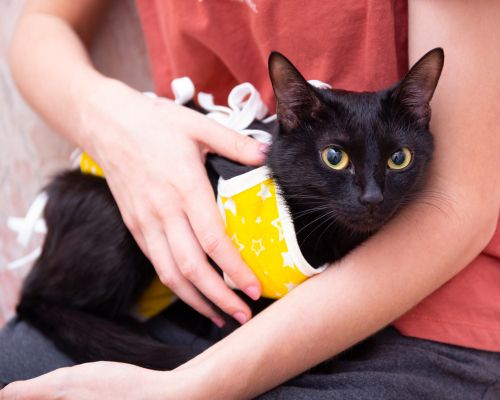 person holding a cat wearing a yellow post surgery cover