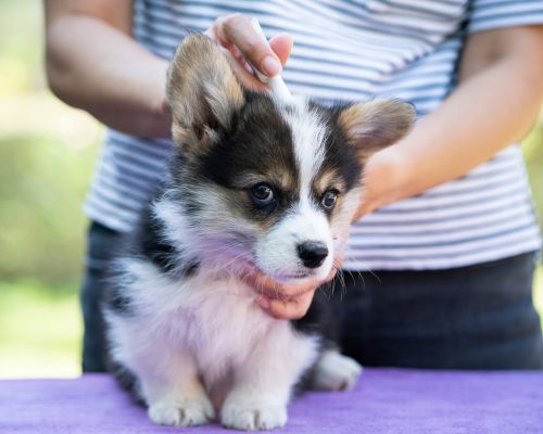 person applying parasite prevention to puppy